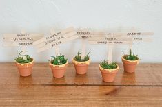 small potted plants with wooden signs on them