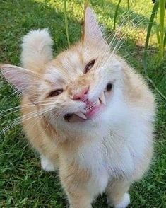 an orange and white cat with it's mouth open, standing in the grass