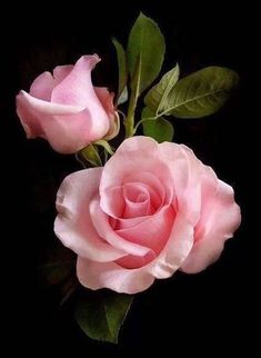 two pink roses sitting next to each other on a black background with the words good morning