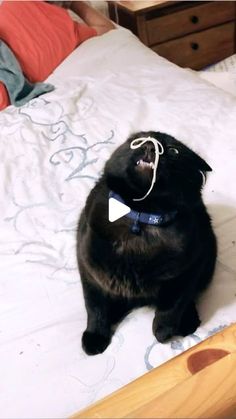 a black cat wearing a bow tie on top of a bed