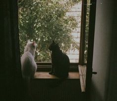 two cats sitting on a window sill looking out at the trees outside their house