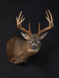 a deer's head with antlers on a black background