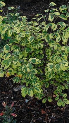 a green and yellow plant with leaves in the middle of some mulchy ground