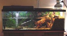 a fish tank sitting on top of a table next to a lamp and some plants