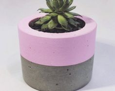 a pink and grey planter with a succulent in it