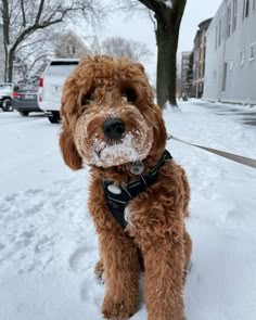 a brown dog standing on top of snow covered ground