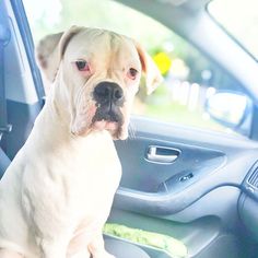 a dog sitting in the passenger seat of a car