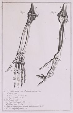 an old drawing shows the bones and hands