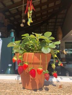 some strawberries are growing in a clay pot