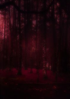 a dark forest with red light shining through the trees