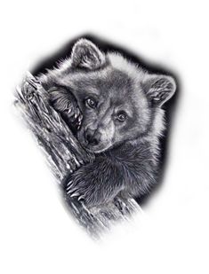 a black and white drawing of a bear cub sitting on a tree branch with its head resting on it's paw