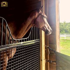 a brown horse sticking its head through a fence