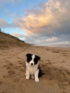 a black and white dog sitting on top of a sandy beach