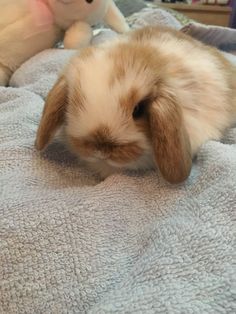 a small rabbit is laying on a blanket next to a stuffed animal