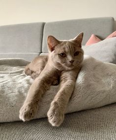 a cat is laying on top of a pillow