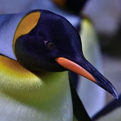 a close up of a penguin with an orange beak