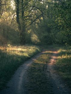 a dirt road surrounded by trees and grass