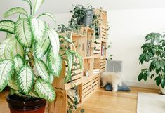 a cat is standing in the middle of a room next to a large potted plant