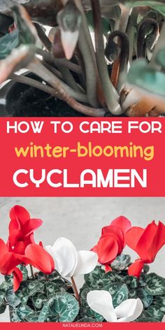 flowers in pots with text overlay how to care for winter blooming cyclamen