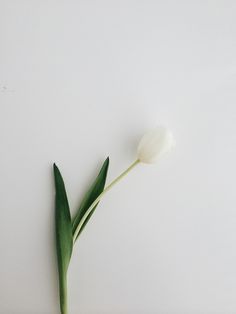 a single white tulip sitting on top of a table