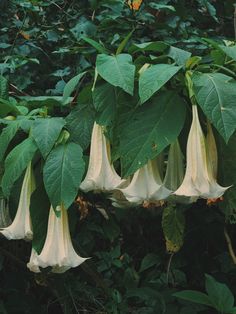 several white flowers hanging from the side of a tree