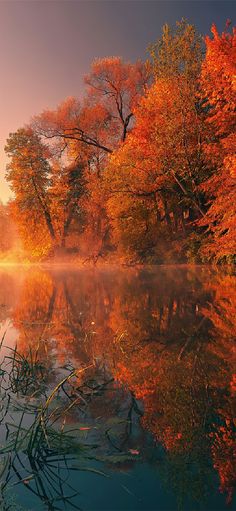 an autumn scene with trees in the background and water on the other side, as the sun is setting