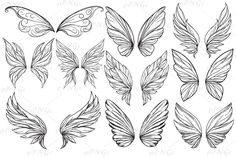 a set of six different butterfly wings