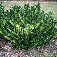 a small bush with green leaves in the middle of a yard, surrounded by mulch and grass