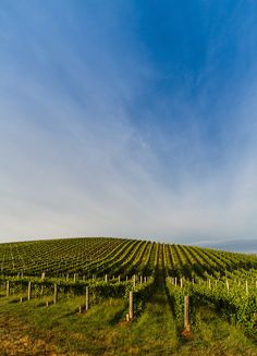 an empty vineyard in the countryside under a blue sky