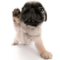 a small pug dog standing on its hind legs with it's paw up