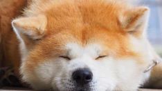 a close up of a dog laying on the ground with its eyes closed and it's head resting