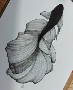 a pencil drawing of a fish on paper