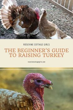 the beginner's guide to raising turkey