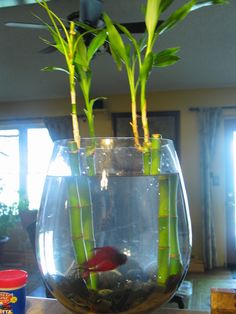 a fish bowl filled with water and plants