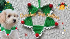 a white dog wearing a green and red crochet christmas ornament