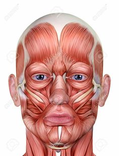 an image of the muscles and their superficials on a man's face stock photo