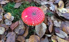 a red mushroom sitting on top of leaves in the grass