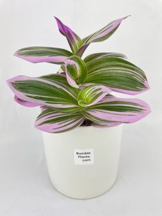 a purple and green plant in a white pot