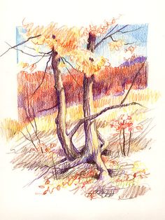 colored pencil drawing of two trees in the woods