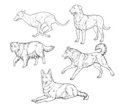 four dogs are running and jumping in the air, sketched on white paper stock illustration