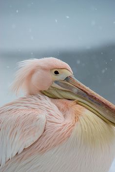 a pelican is standing in the snow with it's long beak open