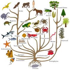 a tree with different types of animals and plants in the branches, labeled on each side