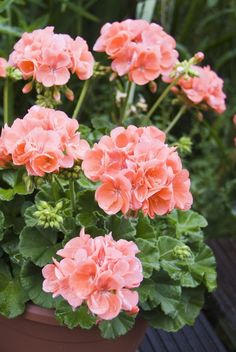 pink flowers in a pot on a wooden table