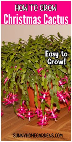 how to grow christmas cactus easy to grow