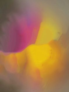 a blurry image of yellow and pink flowers