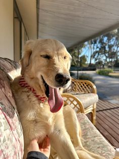 a dog sitting on top of a couch next to a person holding his hand out