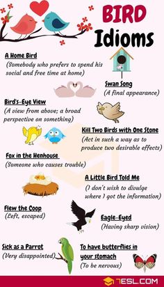 the bird idioms for kids and adults