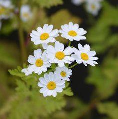 small white flowers with yellow centers are in the foreground and green leaves behind them