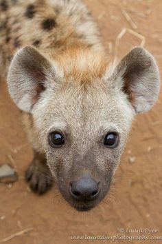 a spotted hyena looking at the camera with blue eyes and brown fur on it's head