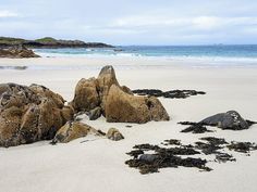 some rocks and seaweed on the beach